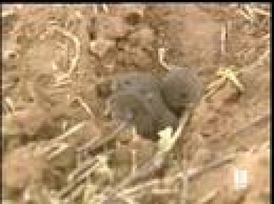  - Los topillos ya no preocupan