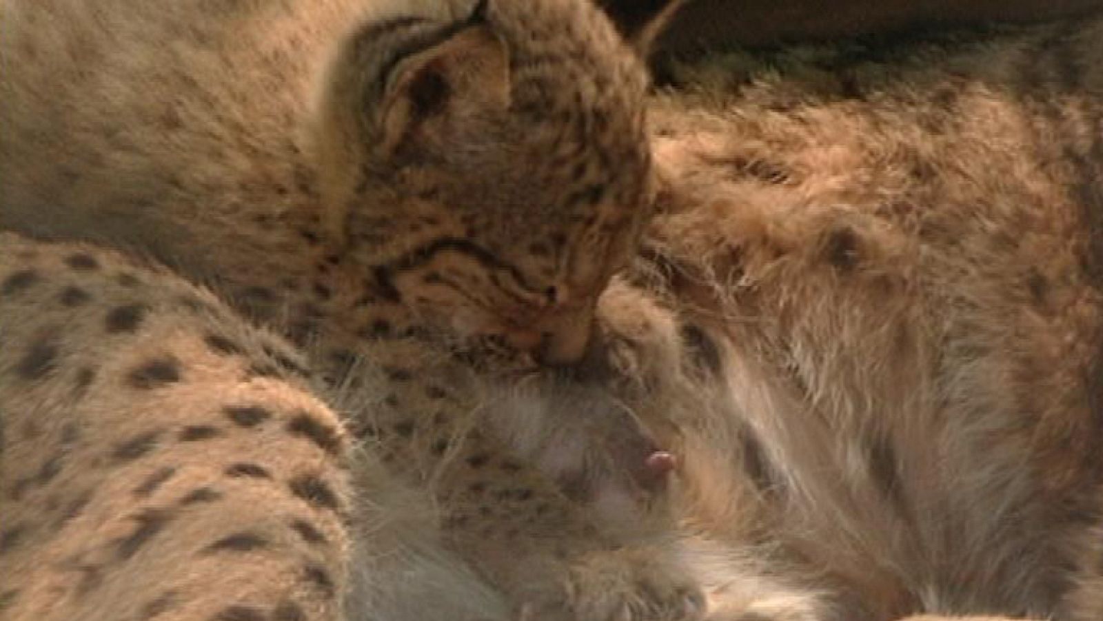El programa de cría del lince ibérico, un éxito rotundo