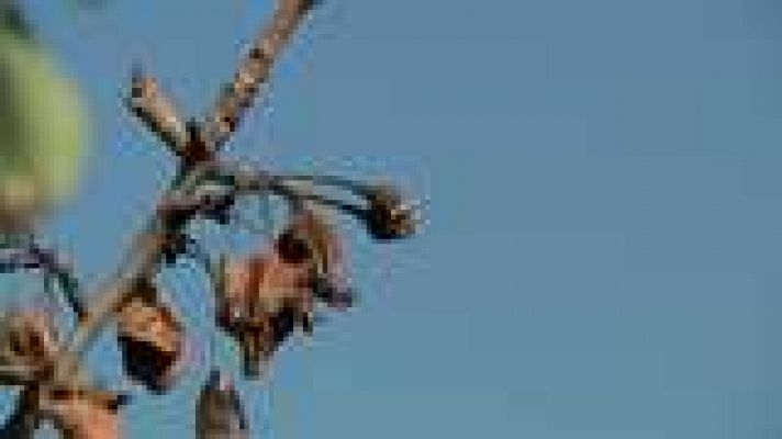 L'informatiu - Comunitat Valenciana - La Comunidad Valenciana en 2' - 06/08/14