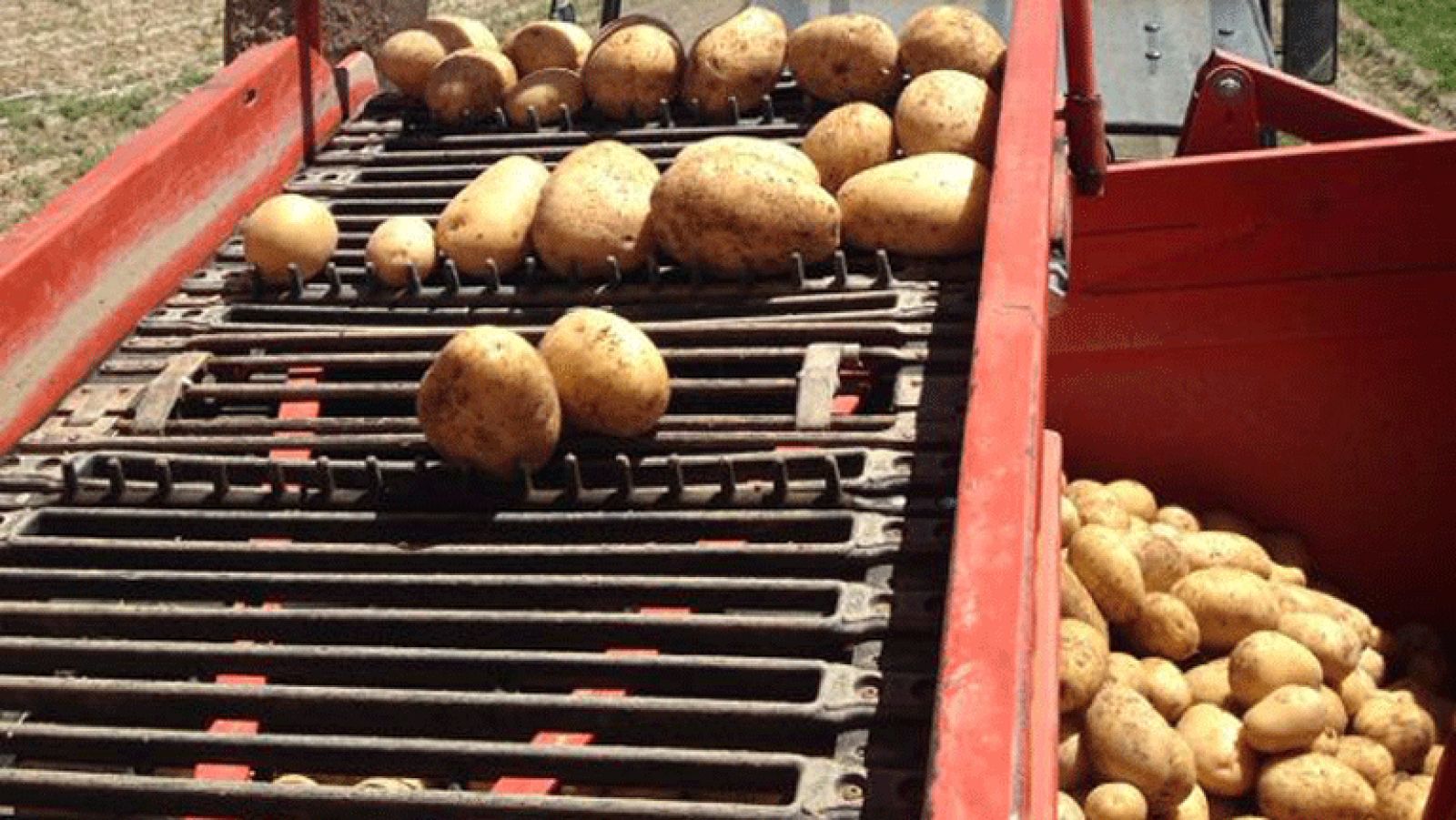 Patatas con denominación de origen: Segovia