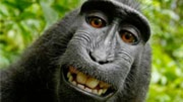 Disputa por la autofoto de un macaco