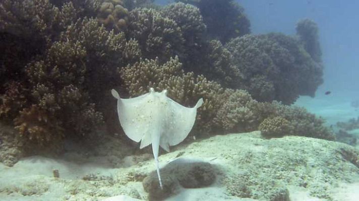 Paraísos submarinos - Paraiso maldito