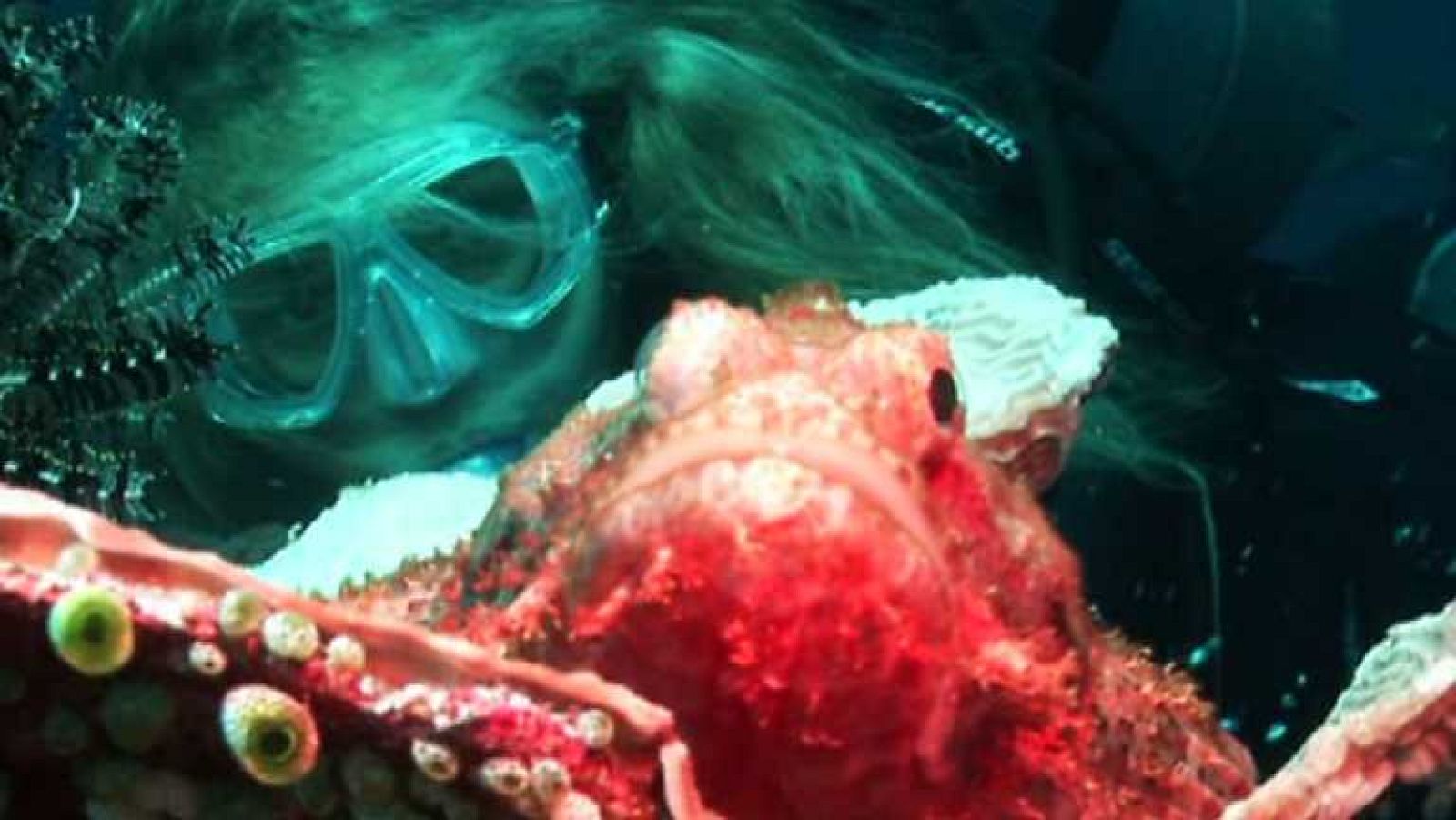 Paraísos submarinos - Ruta Molucas - Ver ahora