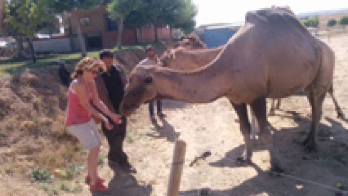 ¡Listos, cámara y acción! Animales con estrella