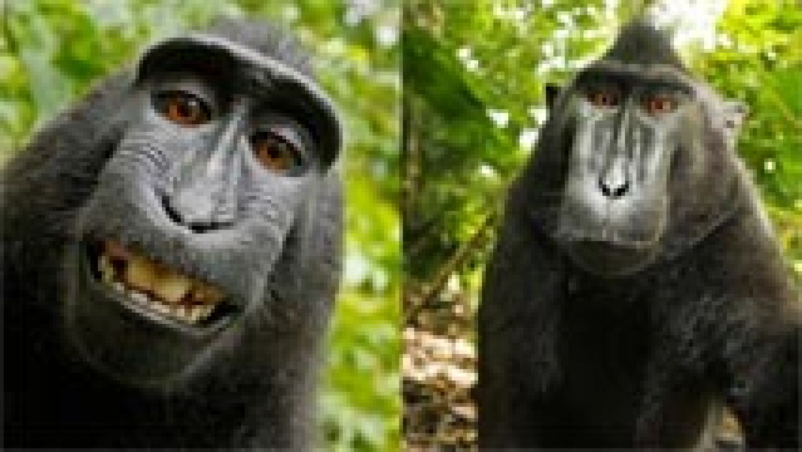 Telediario 1: El 'selfie' de un mono y de la polémica | RTVE Play