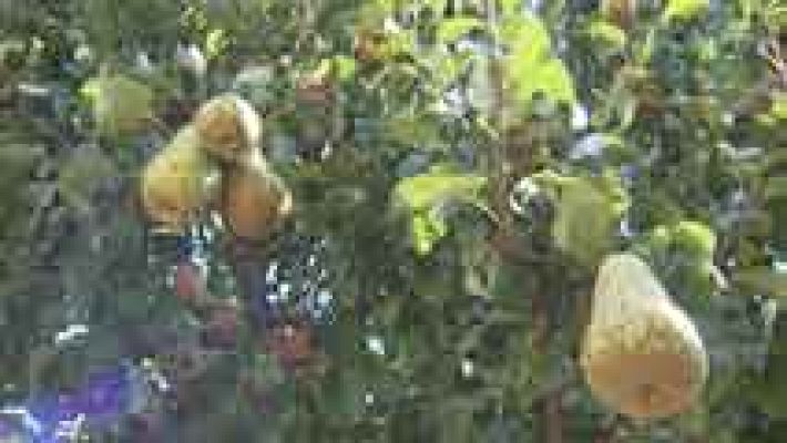 Telediario 1 - Consecuencias del veto ruso