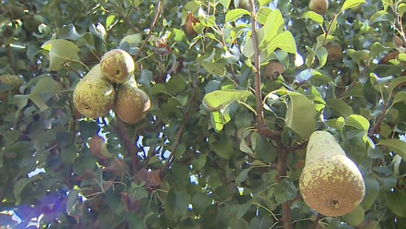 El ministerio de Agricultura calcula que el impacto del veto ruso en España será de 337 millones de euros 