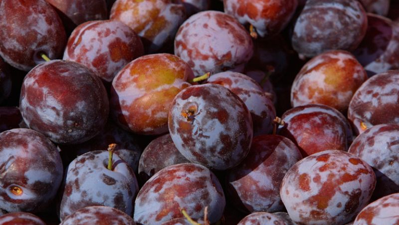 El cerrojazo del mercado ruso puede hundir los márgenes comerciales de los agricultores españoles