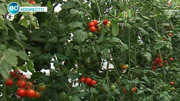 España Directo - El veto ruso asfixia a los agricultores