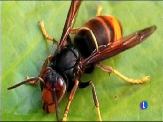 Panorama Regional - Panorama Regional 2 - 13/08/14