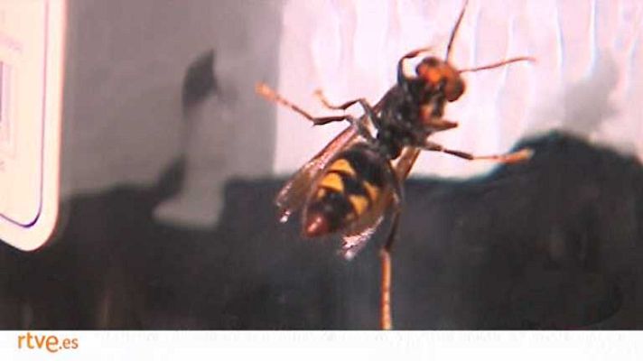 España en 24h - España en 24 horas - 13/08/14