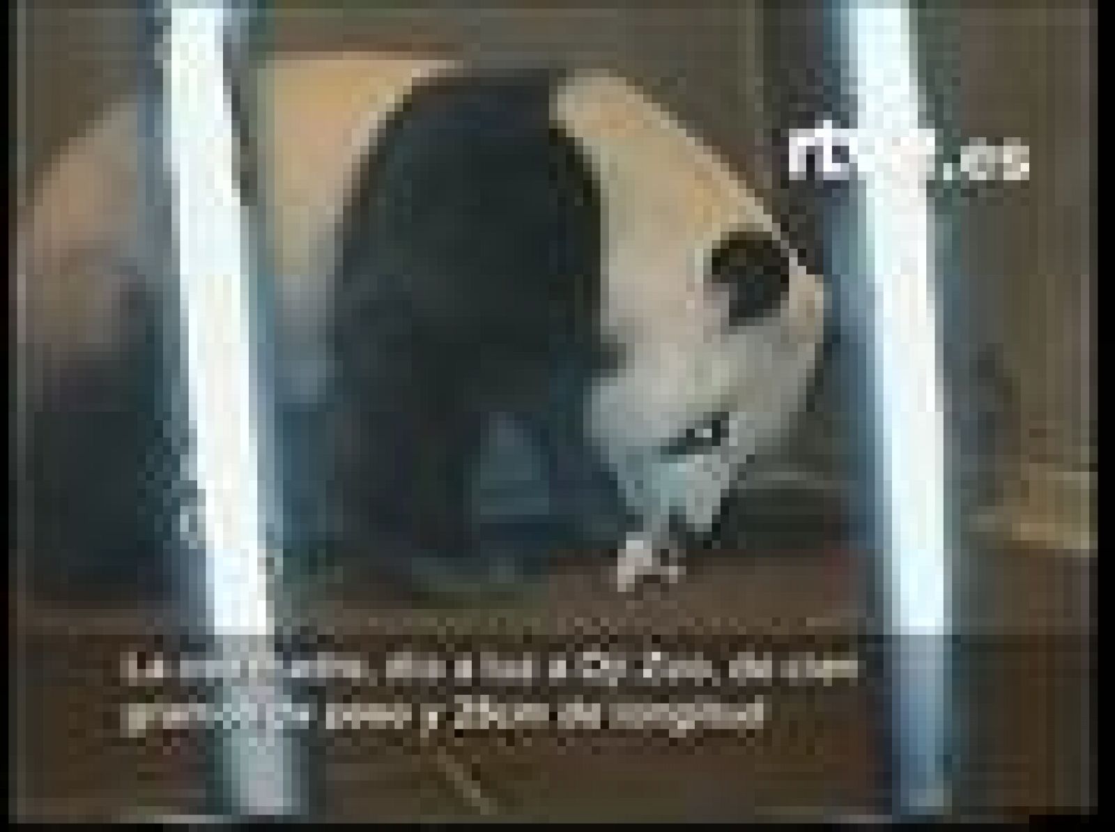 Finalmente, la cría de oso panda no ha sobrevivido