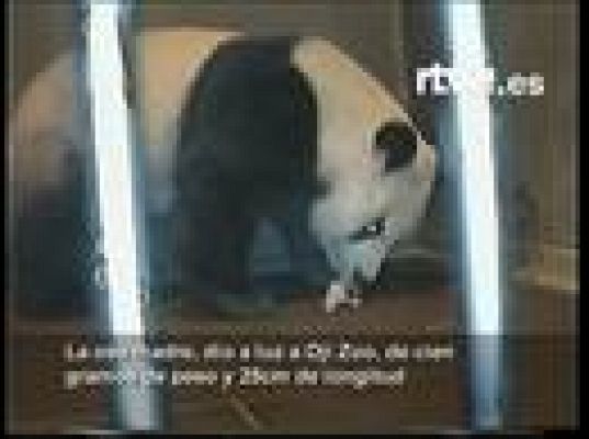  - Un oso concebido artificialmente