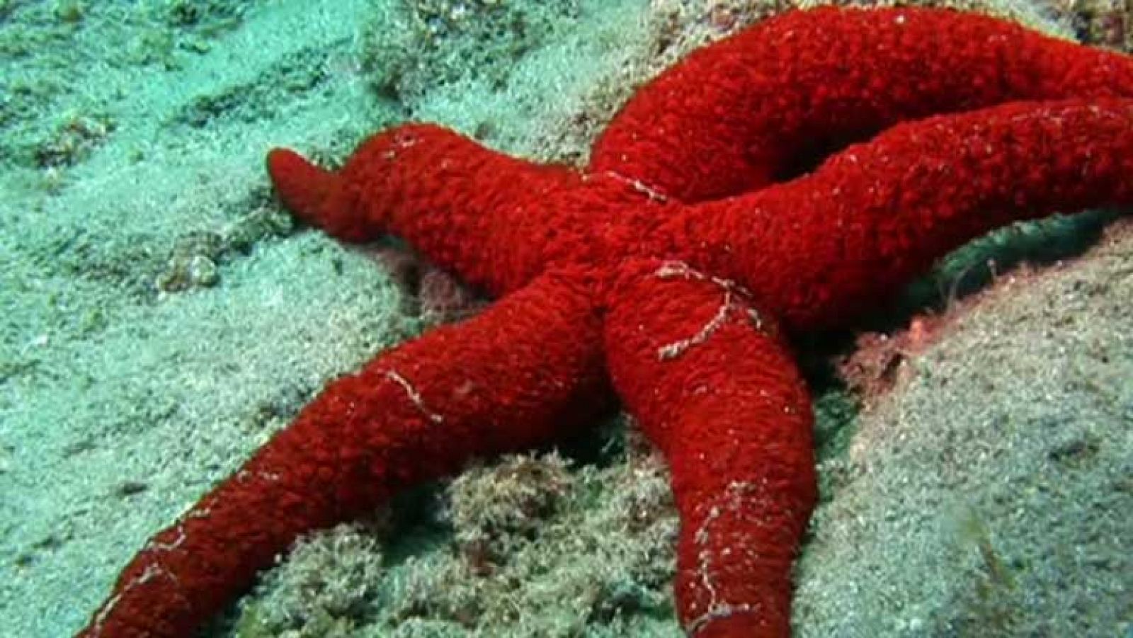 Paraísos submarinos - Volcanes sumergidos - ver ahora