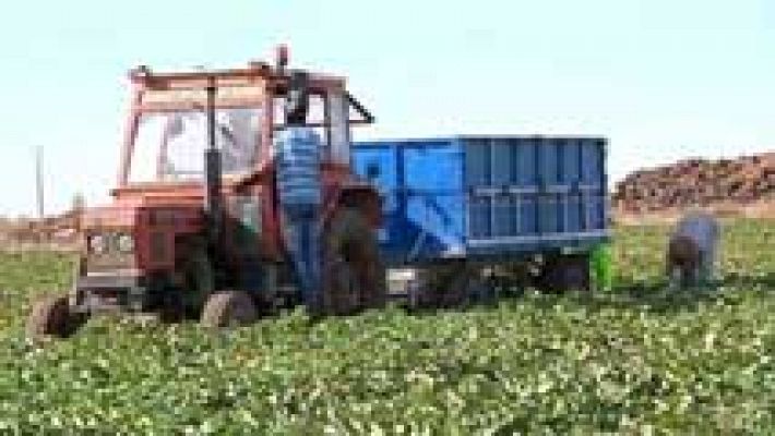 Telediario 1 - Más de 30.000 temporeros llenan estos días los campos
