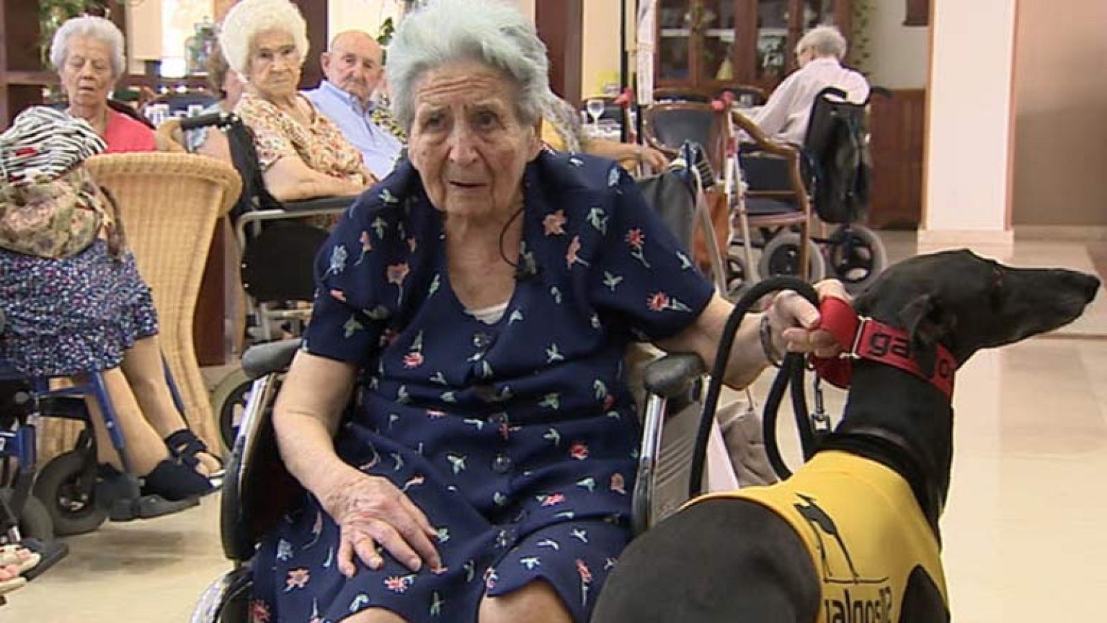 Una ONG recoge animales abandonados y los entrega a ancianos para su cuidado