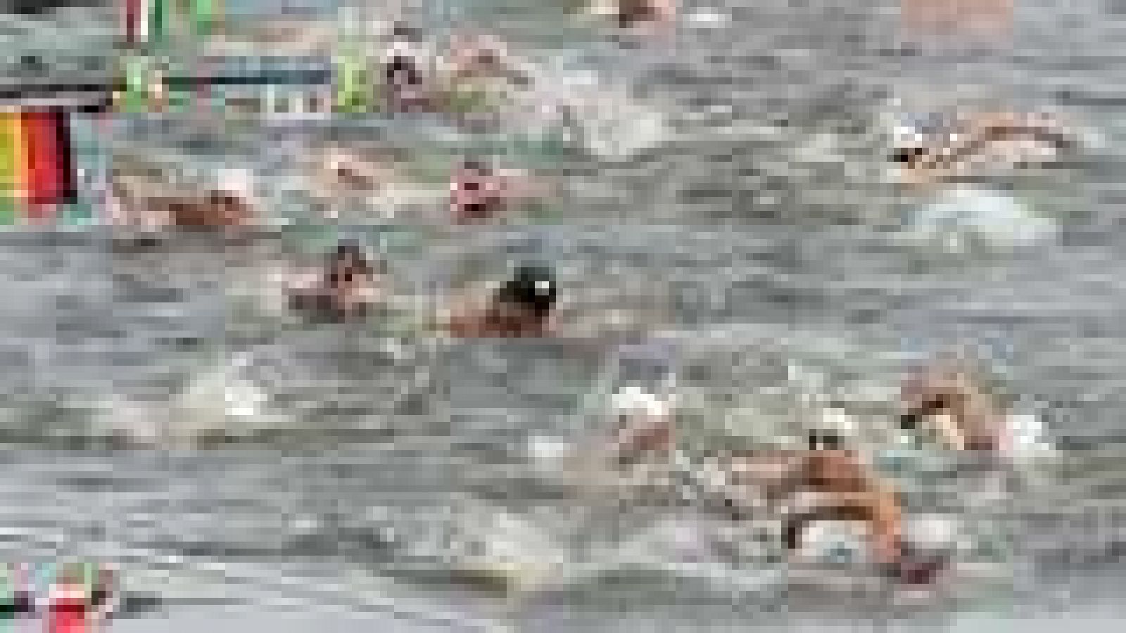 Natación Aguas abiertas. Cto. de Europa 25 kms masculino y femenino