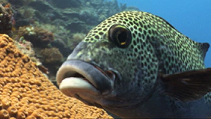 Paraísos submarinos - Paraísos submarinos: 'Palau, el país más pequeño del mundo'