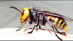 La avispa asiática es una especie invasora que causa estragos entre las abejas