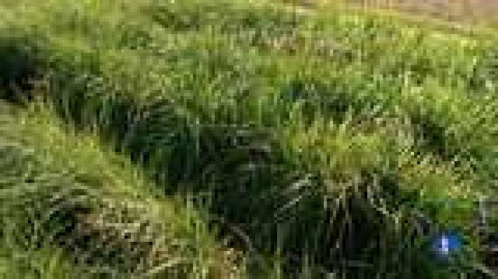 L'informatiu - Comunitat Valenciana - L'Informatiu - Comunitat Valenciana - 19/08/14