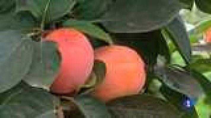 L'informatiu - Comunitat Valenciana - L'Informatiu - Comunitat Valenciana - 20/08/14