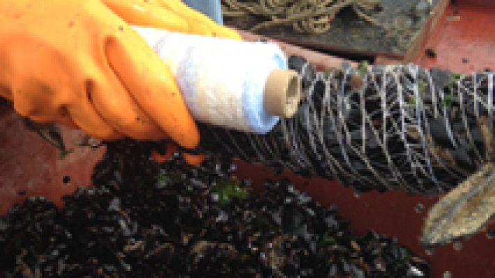 Aquí la Tierra - Mejillones, el tesoro de las Rías Baixas