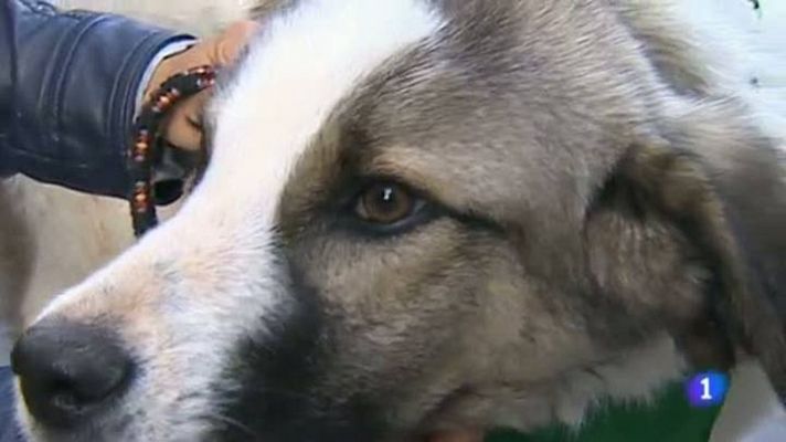 Telediario 1 - Se abandona un animal doméstico cada tres minutos