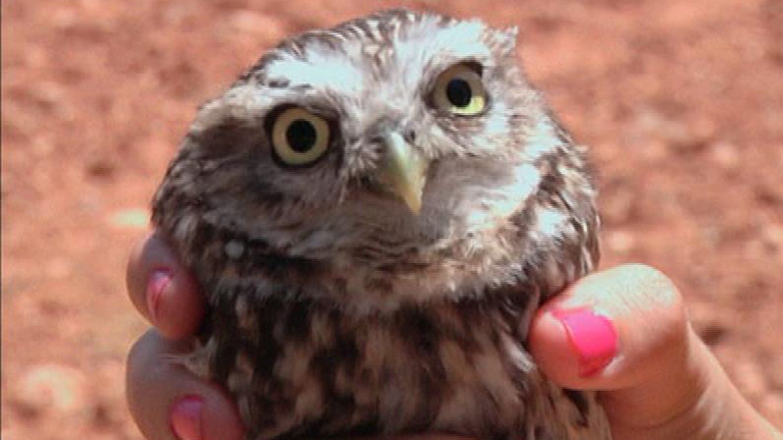 Los momentazos de los reporteros más dicharacheros