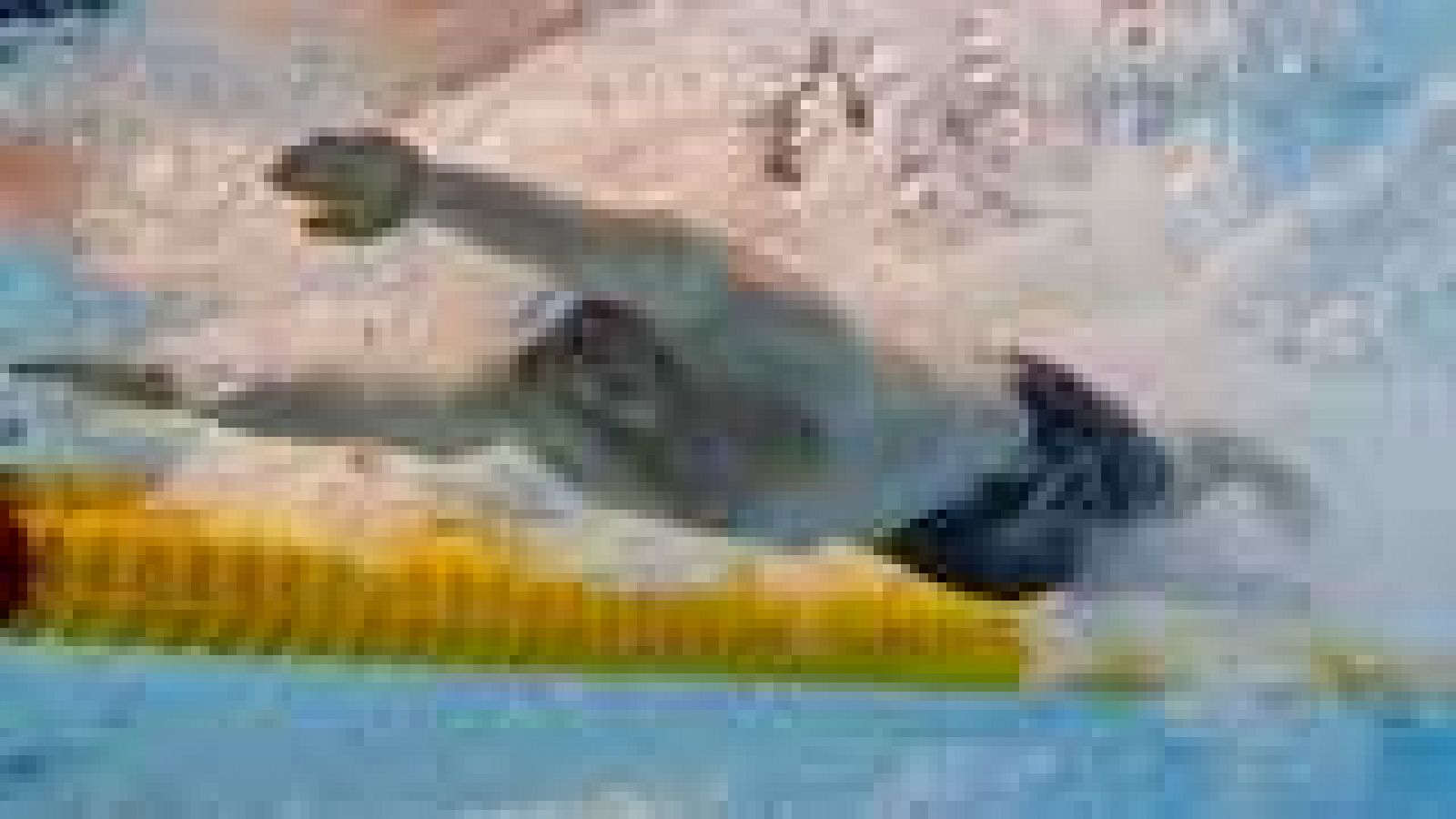 Natación - Campeonato de Europa. Semifinales y Finales - ver ahora