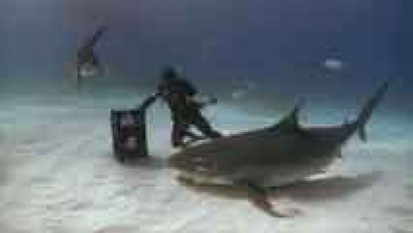 Telediario 1: El lado desconocido de los tiburones | RTVE Play