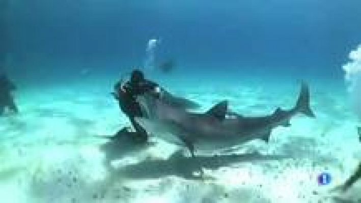 L'Informatiu - L'home que "ensinistra" els taurons