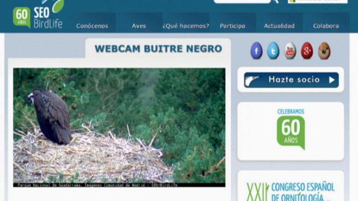 Telediario 1 - Una webcam que nos lleva a la misma sabana africana