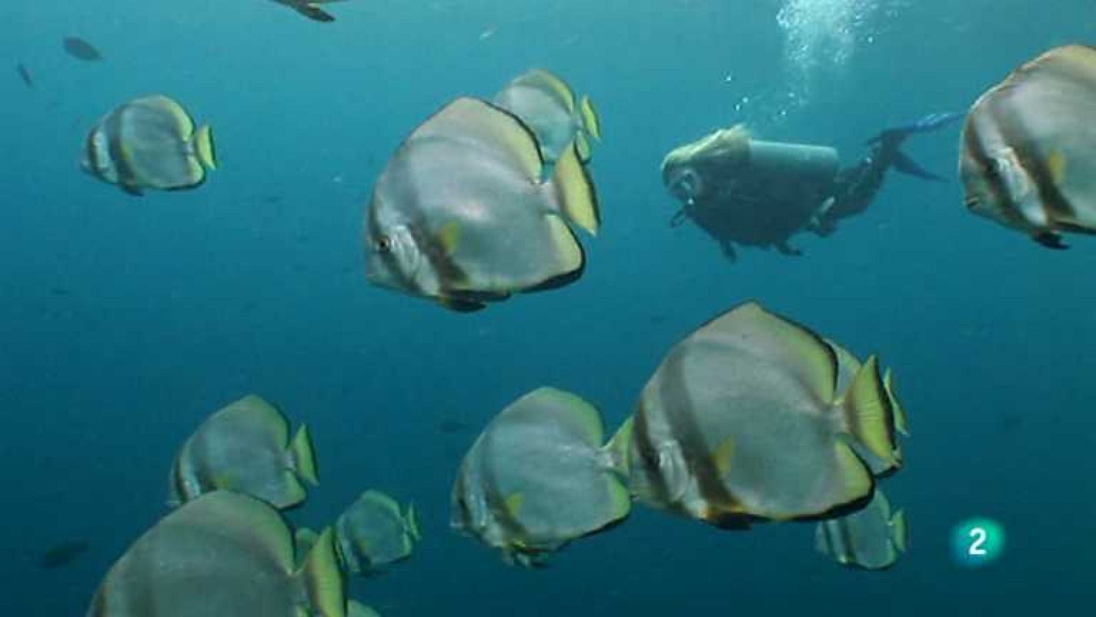 Paraísos submarinos - Tioman y Sipadan - ver ahora