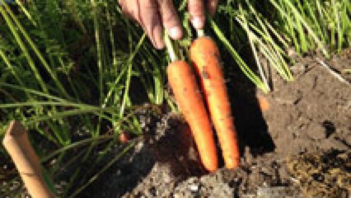 Aquí la Tierra - ¡Vitamina A! Ésta y otras propiedades más tiene la zanahoria