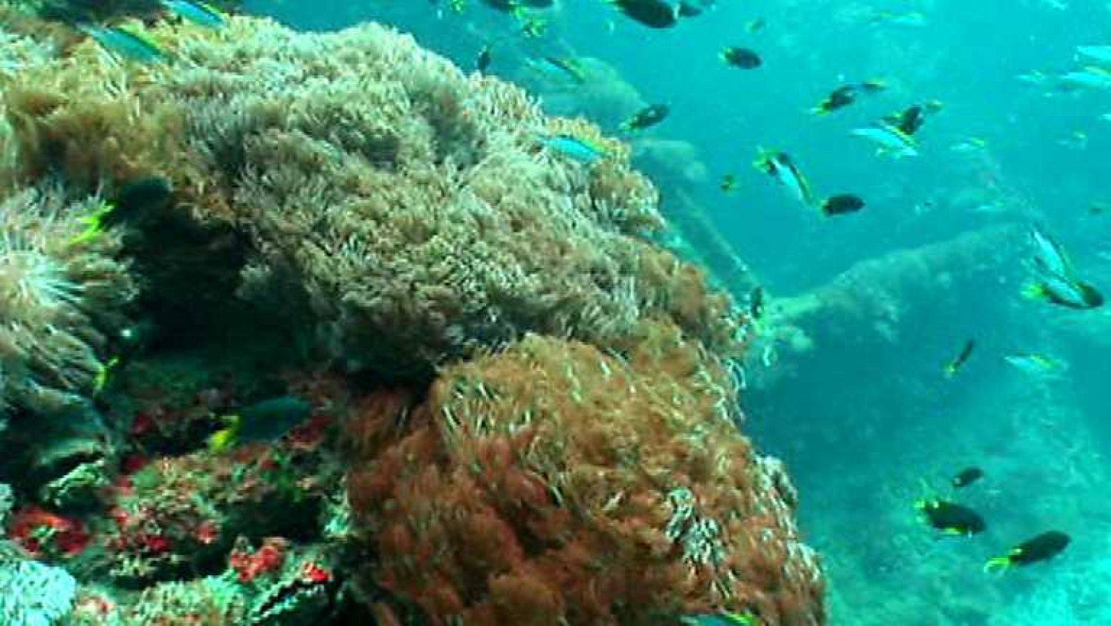 Paraísos submarinos - Mar del Coral - ver ahora