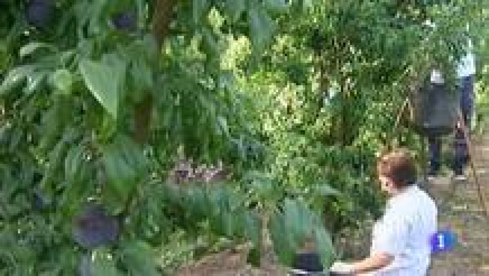 Noticias de Extremadura 2 - 29/08/14 | Ver