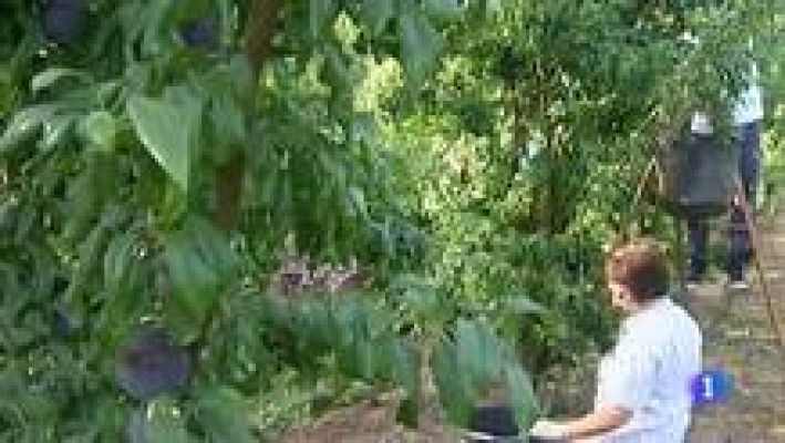 Noticias de Extremadura - Noticias de Extremadura 2 - 29/08/14