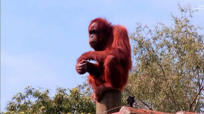 Aquí la Tierra - Los momentazos más "monos" de nuestros reporteros