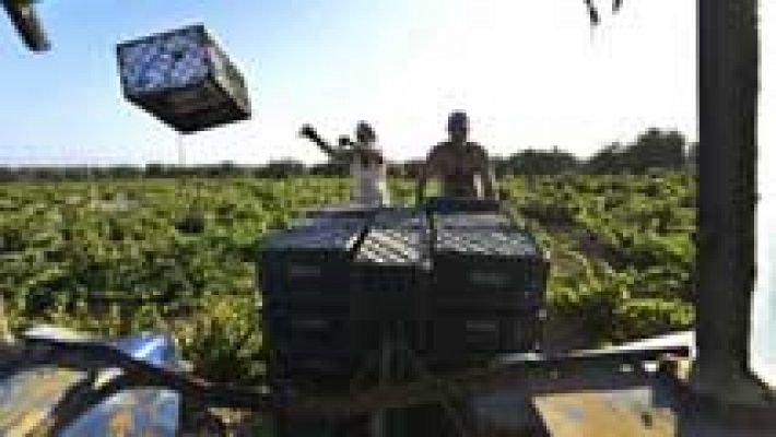 Telediario 1 - Comienza la vendimia con bajada de precios