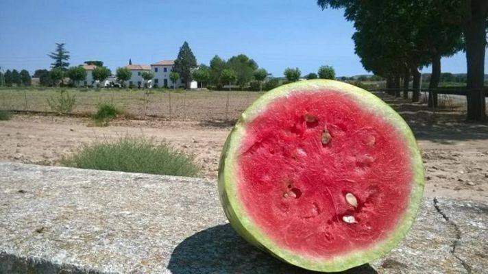 Aquí la Tierra - Melones y sandías vintage