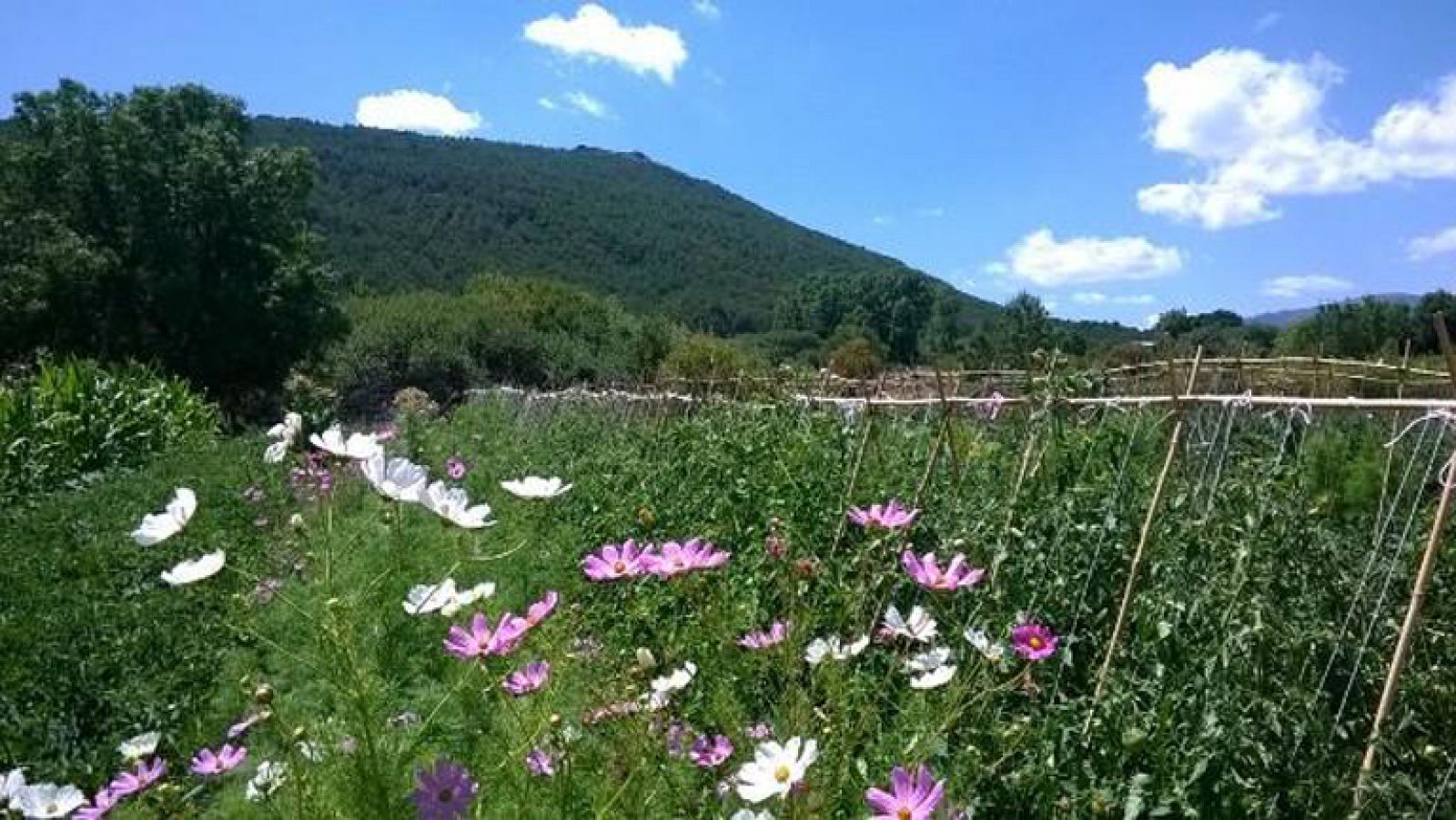 Brotes verdes y ecológicos en la finca "La Huerta de las Flores"