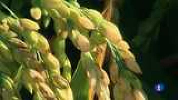 L'informatiu - Comunitat Valenciana - L'Informatiu - Comunitat Valenciana - 04/09/14