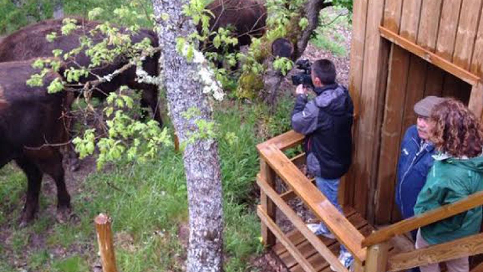 Bisontes polacos repueblan Palencia