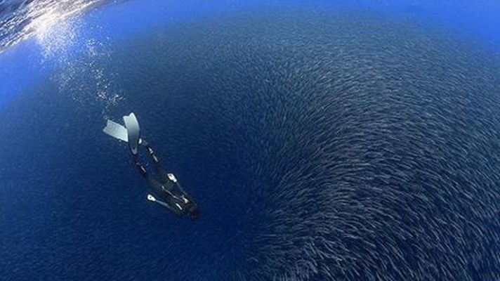 Telediario 1 - Una foto del canario Francis Pérez, elegida por National Geographic como portada del último libro de Silvia Earle