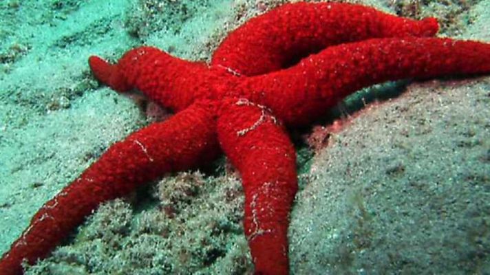 Paraísos submarinos - Viaje al mar 1