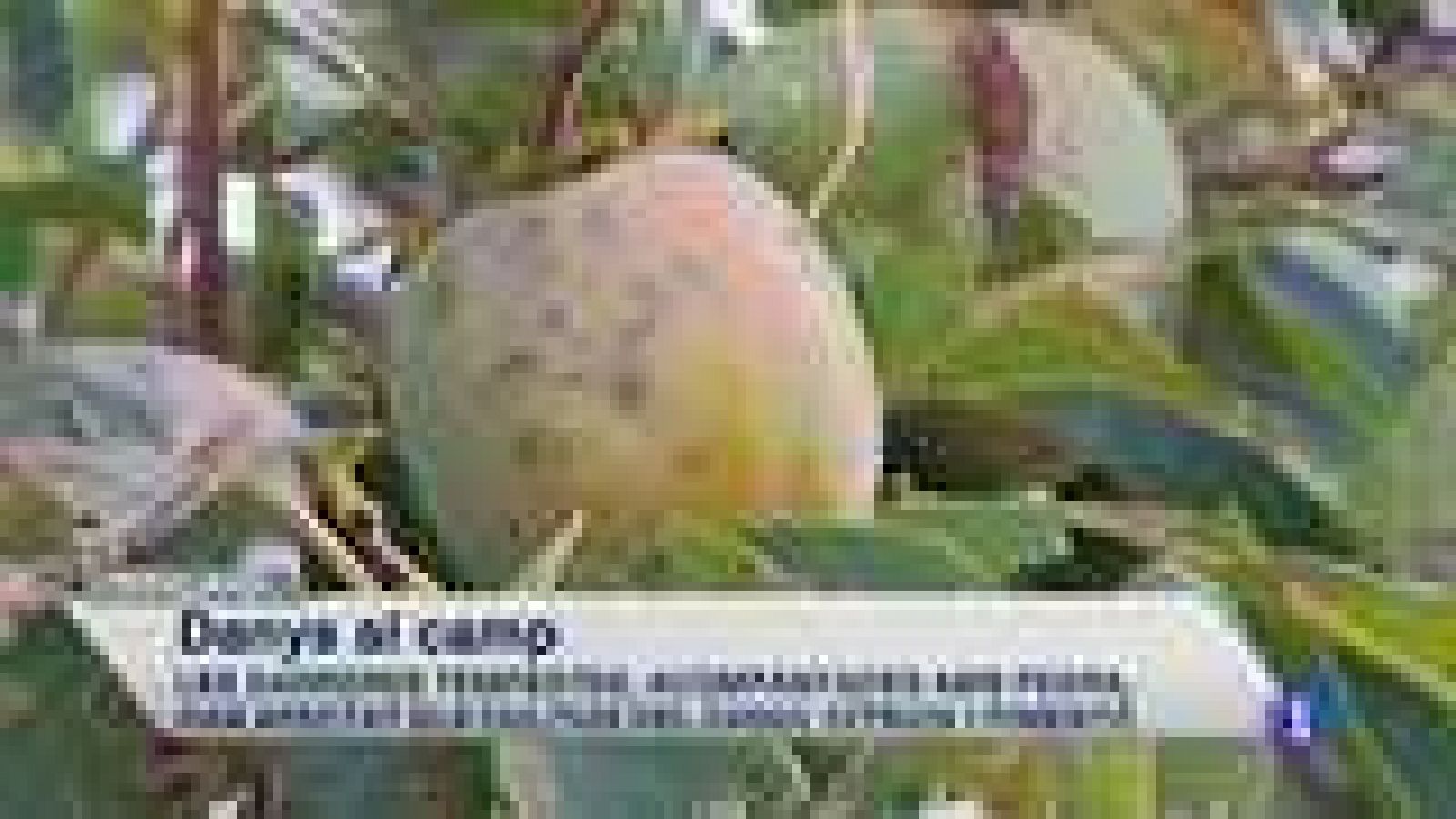 La Comunidad Valenciana en 2' - 09/09/14 - Ver ahora