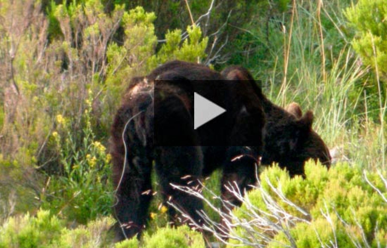 En Asturias sigue la búsqueda del oso herido