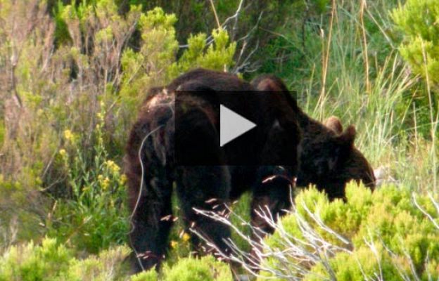 Sigue la búsqueda del oso herido