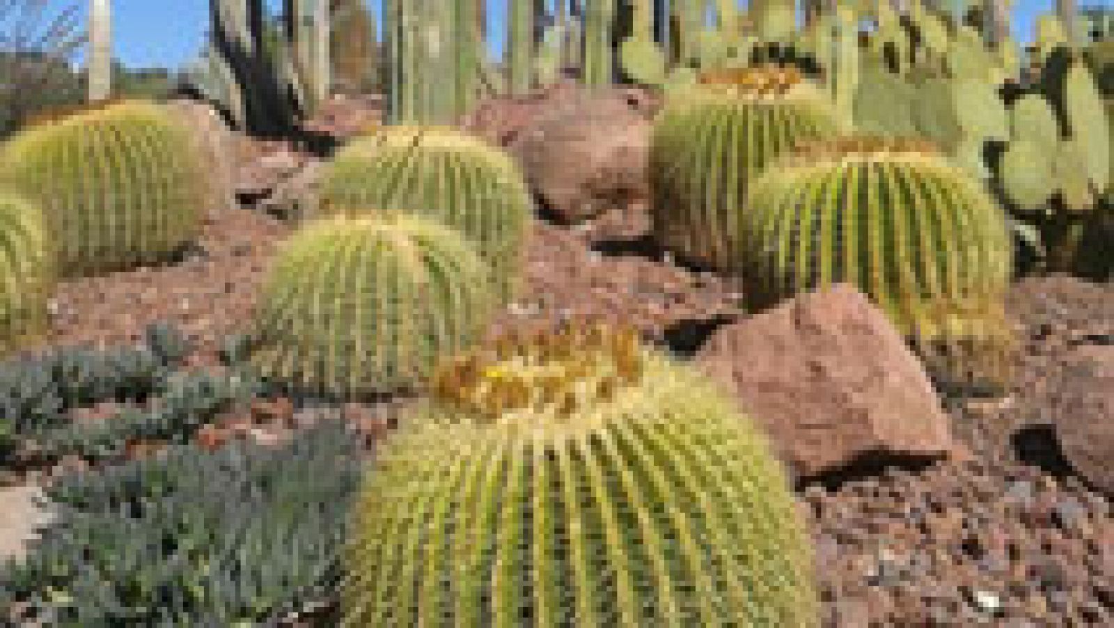 Aquí la Tierra: Cactus preciosos cactus | RTVE Play