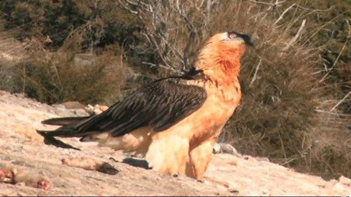 El documental - Sierra de Guara. Donde nacen las aventuras